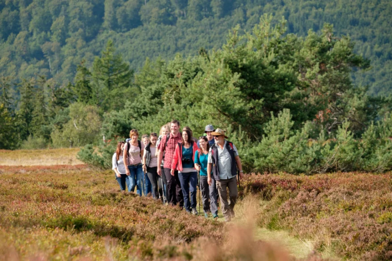 Wandergruppe in der Heidelandschaft bei Willingen