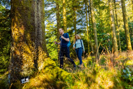 Wanderer am Wanderweg W6 bei Willingen