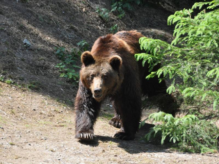 Braunbär im Wild- und Freizeitpark bei Willingen