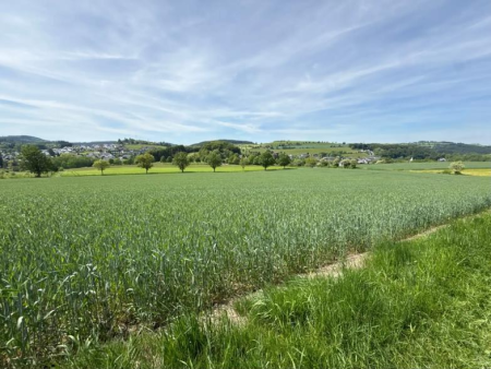 Grindweg langs een weiland met uitzicht over de heuvels – Rothaarsteig-spoor over de Kahle Pön, Willingen