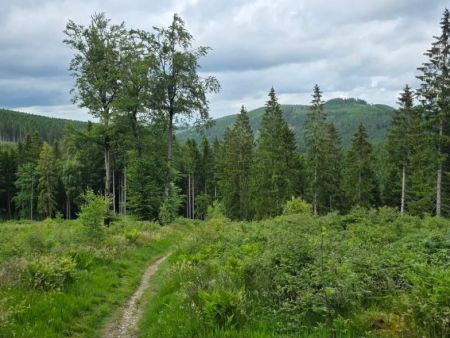 De rotsformaties van de Bruchhauser Steine boven een beboste helling – Bruchhauser Steine vanuit Bruchhausen, Willingen